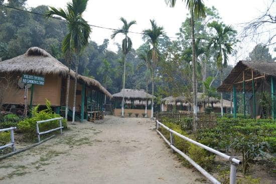 Nature-Hunt Eco Camp, Kaziranga 3